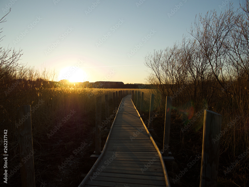Naklejka premium Autumn Concept: Blue sky and golden reeds