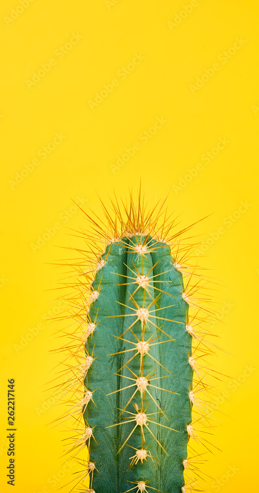 Naklejka premium caterpillar on a leaf