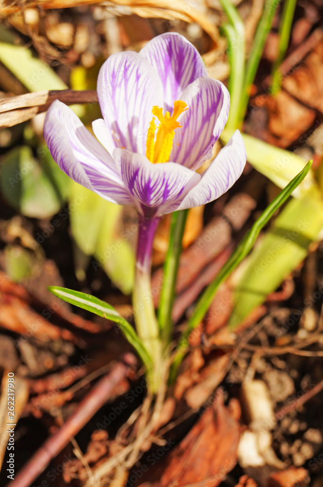 Crocus flower with delicate purple-white petals and a yellow center in a clearing with green grass