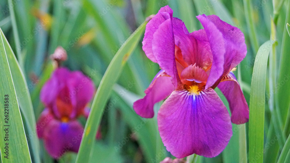 Iris flower with purple, white and yellow petals on a green stalk on a summer day Iris flower with purple, white and yellow petals on a green stalk on a summer day