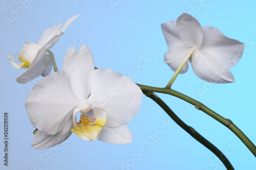 White orchid flowers on blue background