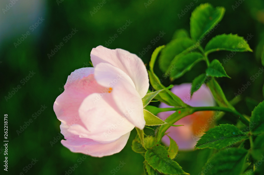 Rosehip flowers with pink petals on a branch with green leaves on a summer sunny day Rosehip flowers with pink petals on a branch with green leaves on a summer sunny day