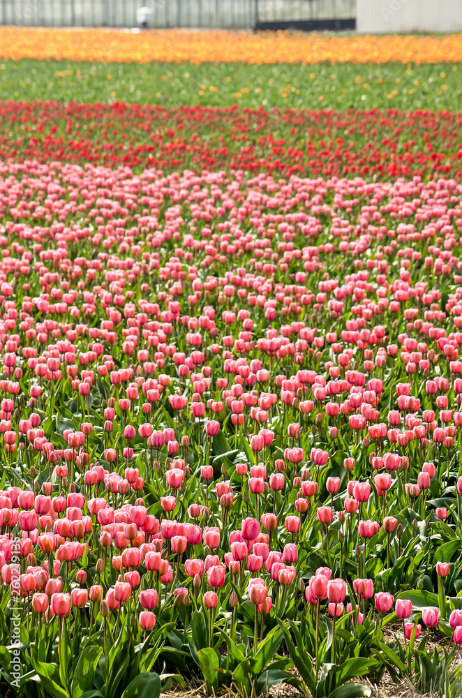 Field with bands of pink, red and orange tulips in springtime near Noordwijkerhout, The Netherlands