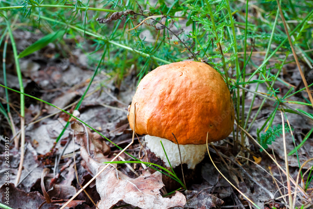 Closeup of orange-cap boletus (Leccinum) growing in deciduous forest Closeup of orange-cap boletus (Leccinum) growing in deciduous forest