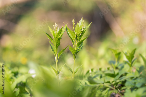 Dog's mercury (Mercurialis perennis) growing in wood. photo