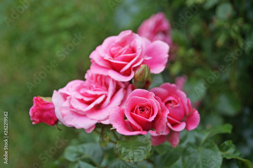 Buds and flowers of pink roses with delicate petals on a branch with green leaves
