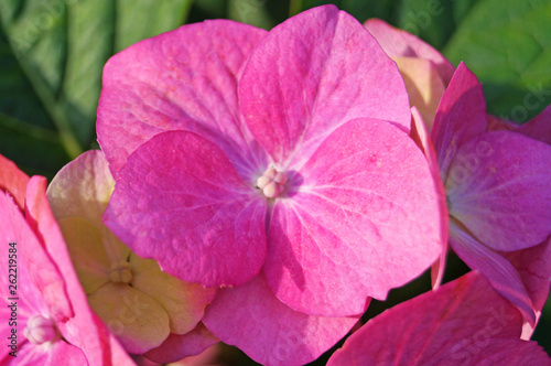 Hydrangea flower with pink, white and yellow petals on a bush with green leaves