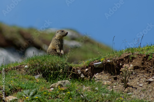 Jeune marmotte en sentinelle dans les Pyrénées
