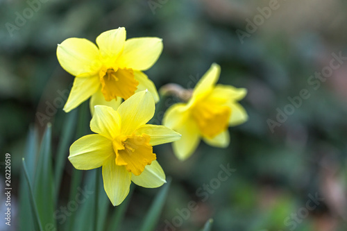 Yellow Narcissus - daffodil on a green background. Spring flower narcissus ( daffodil ), close-up in the garden. Yellow Daffodils flower in the morning sunlight. -