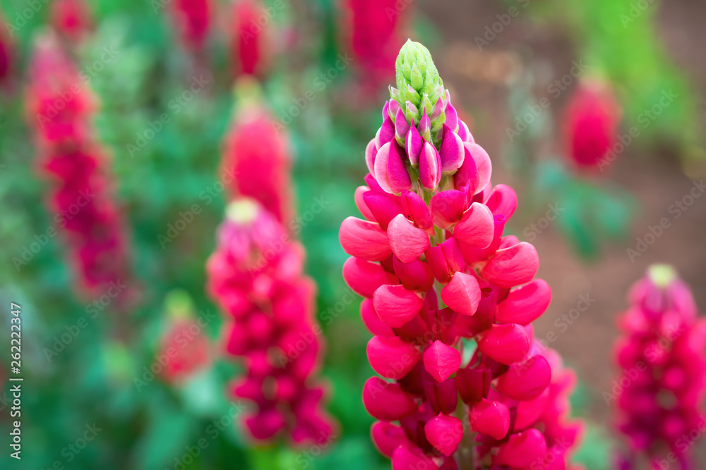 Obraz premium Vivid pink lupins in a home garden.