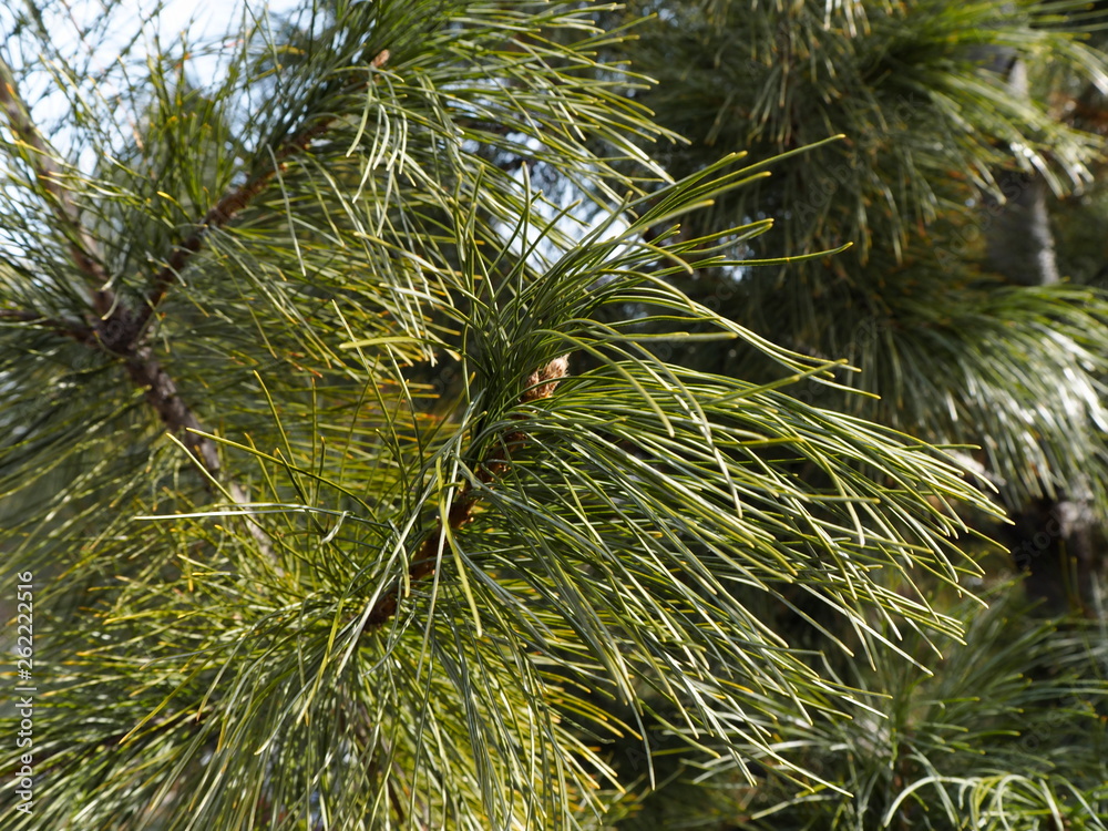 Naklejka premium fir branch