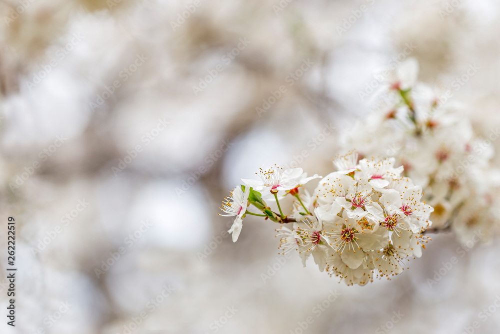 branch cherry plum with a beautiful blurry background. a branch of plum with massive flowering with a charming blurred back plan and bokeh branch cherry plum with a beautiful blurry background. a branch of plum with massive flowering with a charming blurred back plan and bokeh