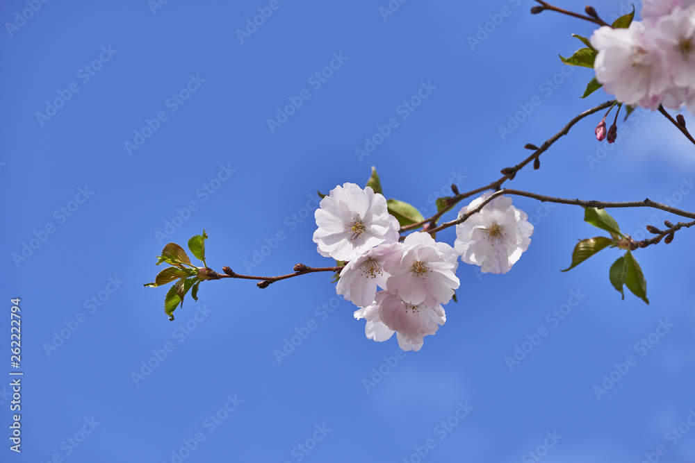 Sakura blossom. Sakura with flowers against of blue sky. Sakura blossom. Sakura with flowers against of blue sky.