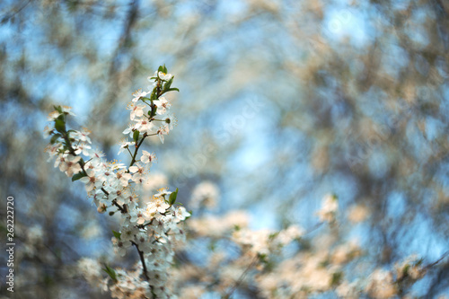 branch cherry plum with a beautiful blurry background. a branch of plum with massive flowering with a charming blurred back plan and bokeh © ihorhvozdetskiy