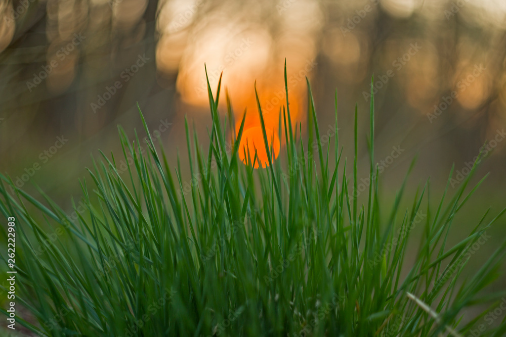 Close up of fresh green spring grass plants with blurry nature landscape with colorful background sunset. green juicy spring grass on the background of the sunset