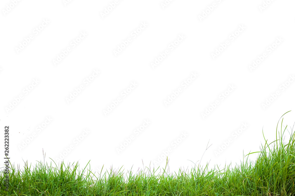 green grass on white background green grass on white background