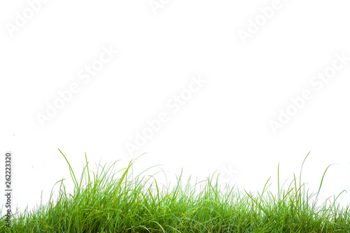 green grass on white background