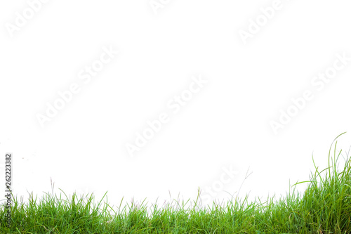 green grass on white background
