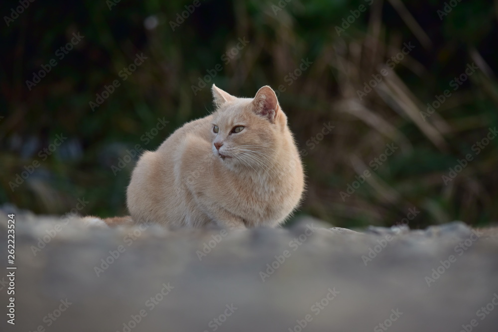 Obraz premium さくらねこ～Sakura cats.
