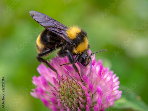 Canvas Print Macro photography of a bumblebee feeding from a red clover flower