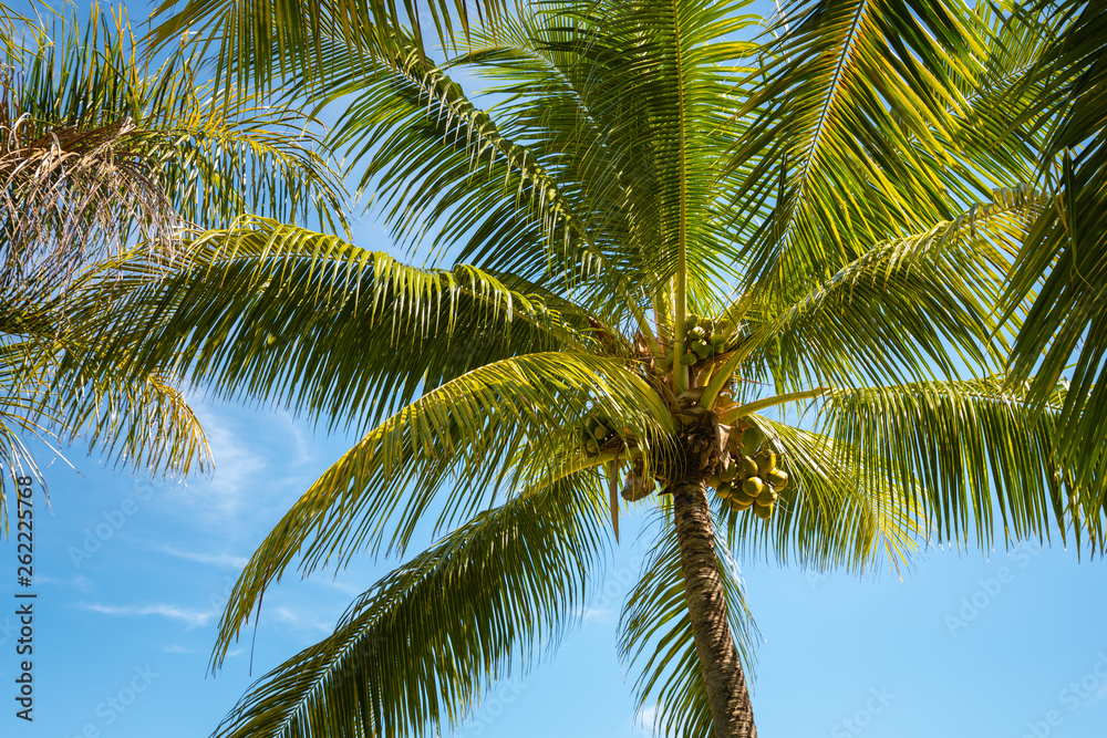 Fototapeta premium Coconut palm tree against a clear blue sky in Fiji