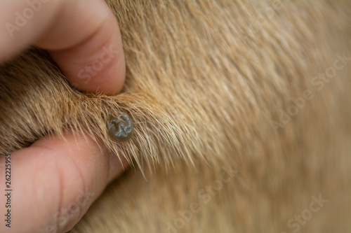 big flea tick on brown dog skin hair sucking dog blood