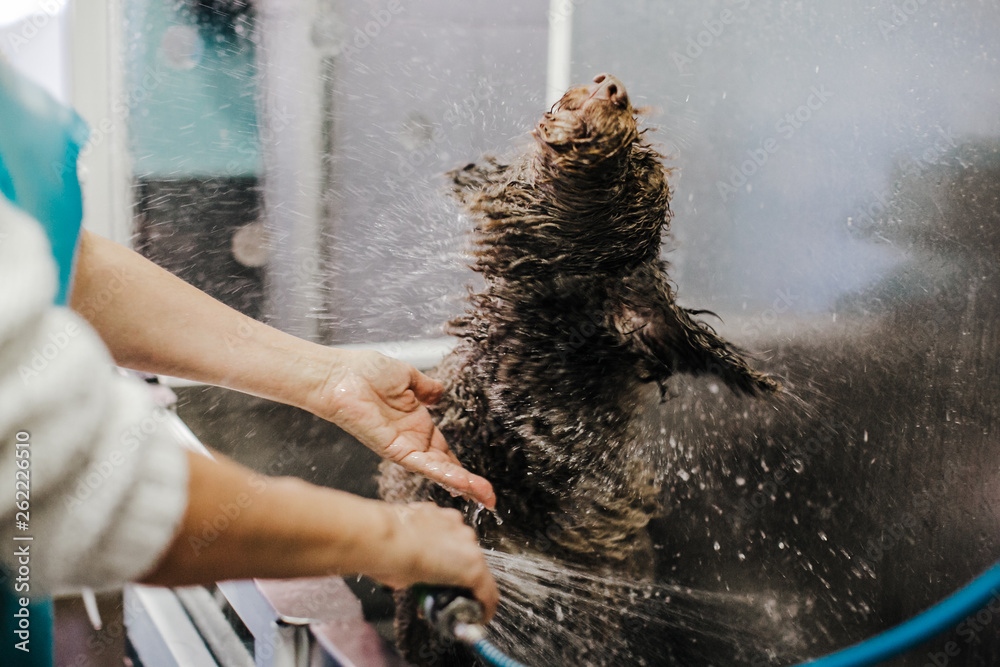 .Woman cleaning her brown spanish water dog in a public pet bath. Funny and wet dog face that does not like the bath, shaking water fiercely. Lifestyle