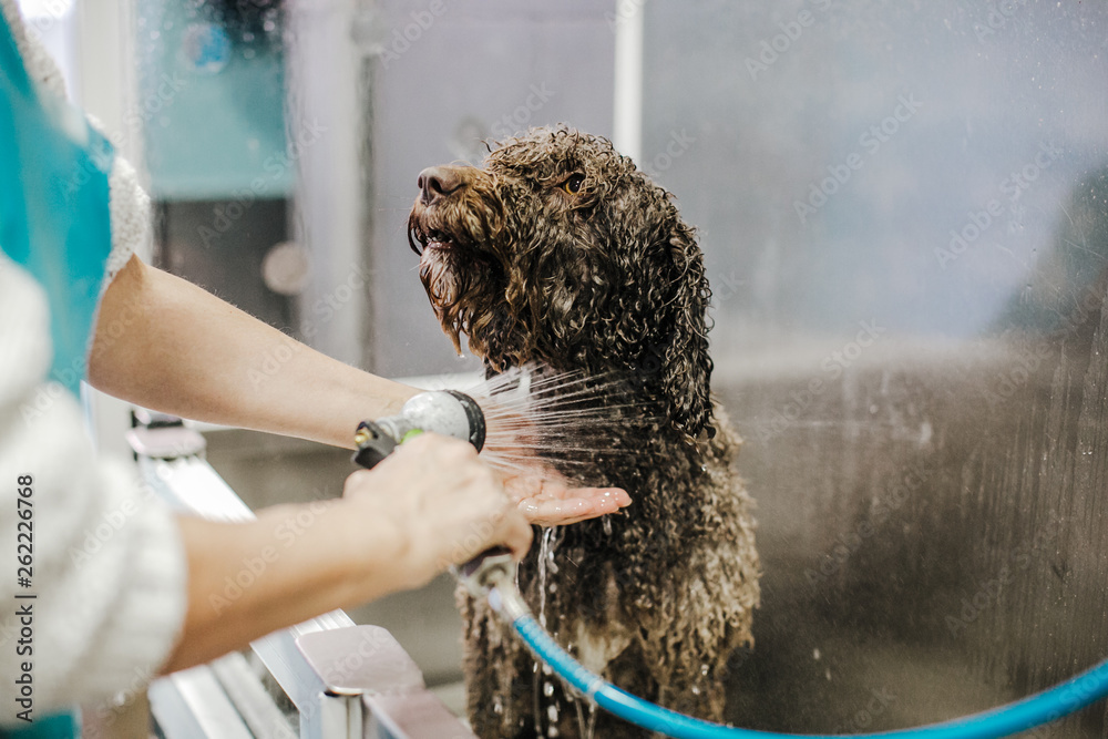 Why Do Dogs Not Like Getting Wet