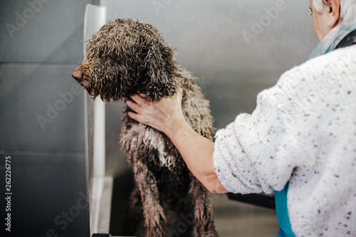 .Woman cleaning her brown spanish water dog in a public pet bath. Funny and wet dog face that does not like the bath. Lifestyle