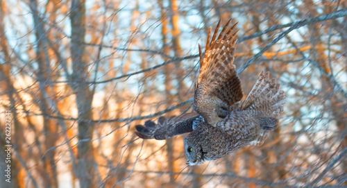 Great grey owl with wings spread out prepares to pounce on prey in winter in Canada at sunset 