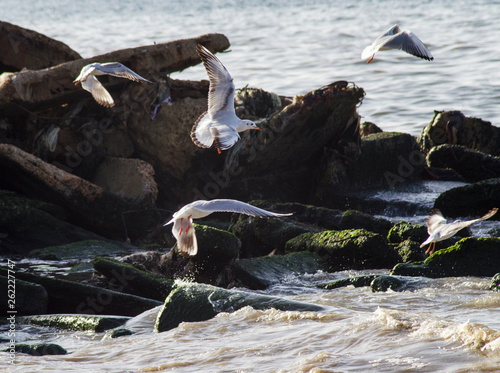 Seagulls dance  on a rock