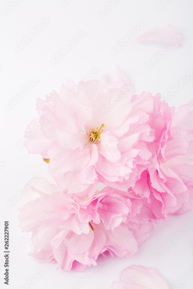 Closeup of pink cherry blossoms on white background