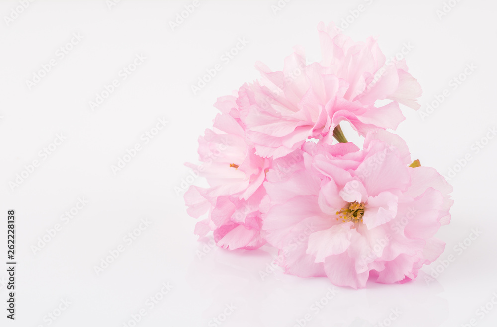 Spring cherry blossoms on white background