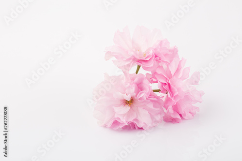 Spring cherry blossoms on white background