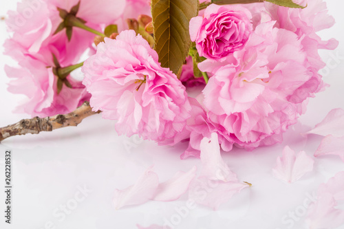 Fototapeta Naklejka Na Ścianę i Meble -  Closeup of pink cherry blossoms on white background