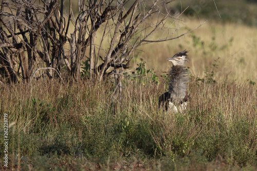 Riesentrappe / Kori bustard / Andreotis kori. photo