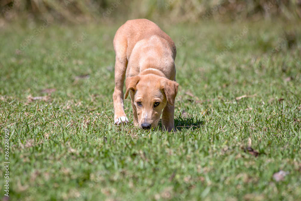 A puppy explores his new enviroment sniffing the ground. captured at the Andean mountains of central Colombia. A puppy explores his new enviroment sniffing the ground. captured at the Andean mountains of central Colombia.