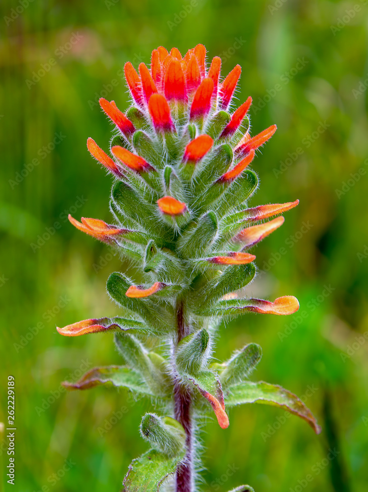 The exotic beauty of a scarlet Indian paintbrush flower captured in a macro photography at the Andean mountains of Colombia. (vertical)