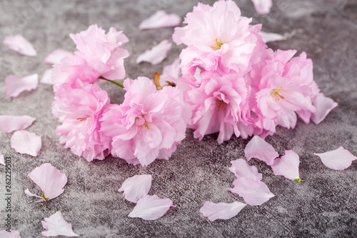 Closeup of spring cherry flowers 