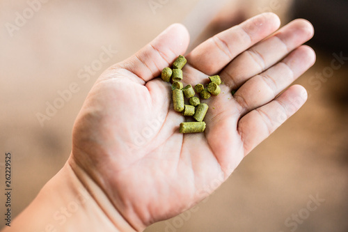Pellets hops on my hand for home brewing, thai Craft Beer.