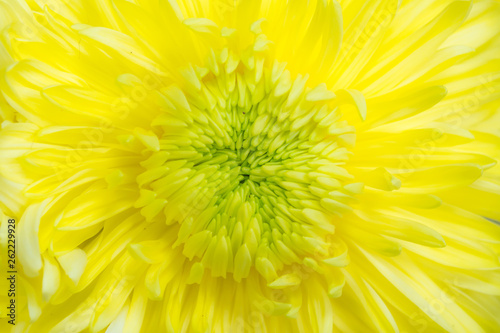 Background of blooming Chrysanthemum Flower Close-up macro texture