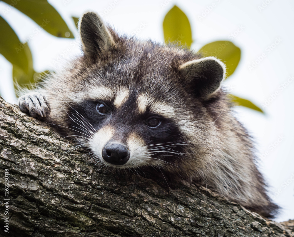 Fototapeta premium A raccoon resting on a tree branch and looking at the camera. 