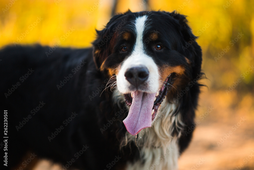 Bernese mountain dog in the yellow field and blue sky. Bernese mountain dog in the yellow field and blue sky.