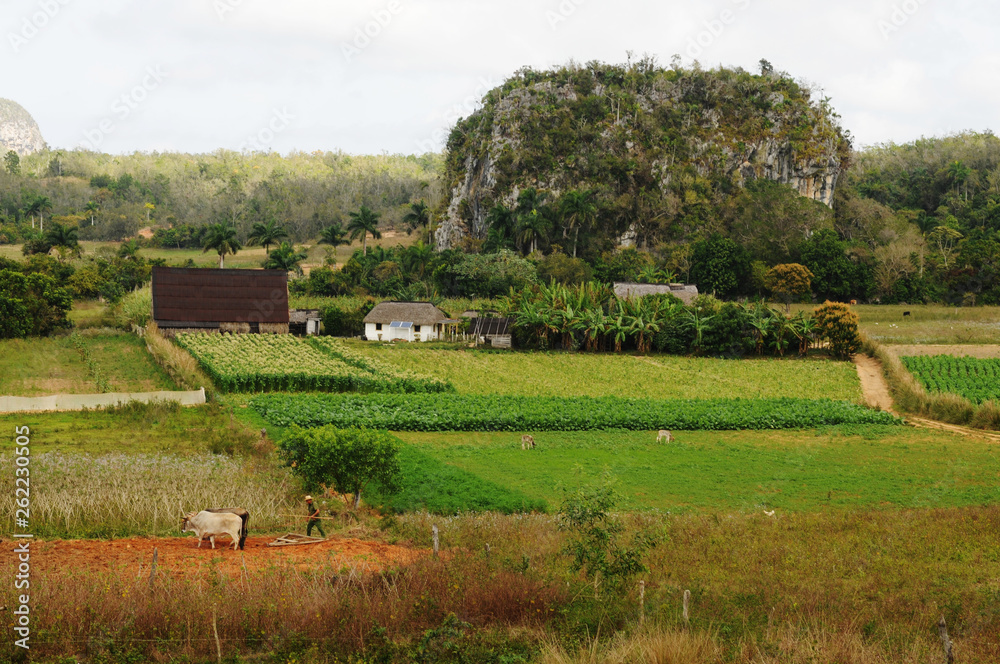 Cuba: Tabacco Plantations landscape near Vinales in Pinar del Rio