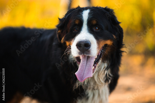 Fotografía Bernese mountain dog in the yellow field and blue sky.