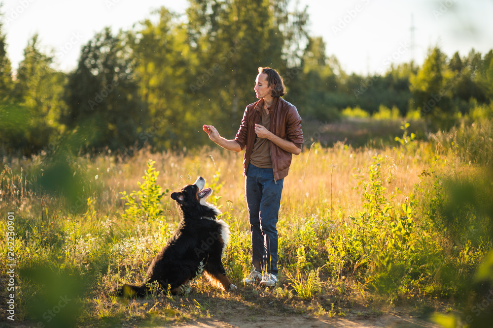young man walking with Bernese Mountain Dog on the summer field young man walking with Bernese Mountain Dog on the summer field