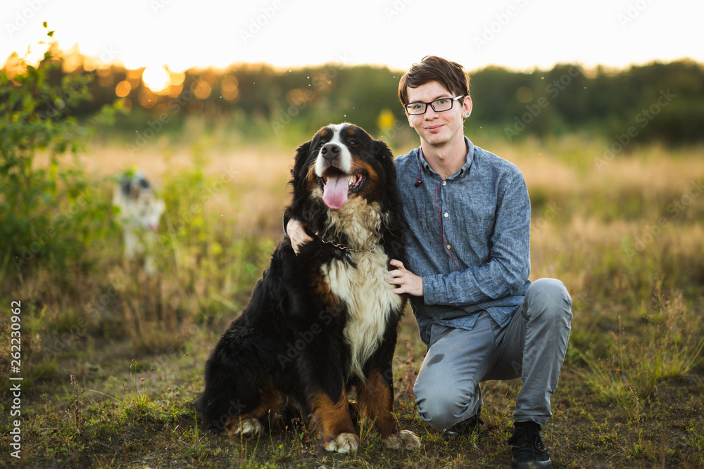 young man walking with Bernese Mountain Dog on the summer field young man walking with Bernese Mountain Dog on the summer field