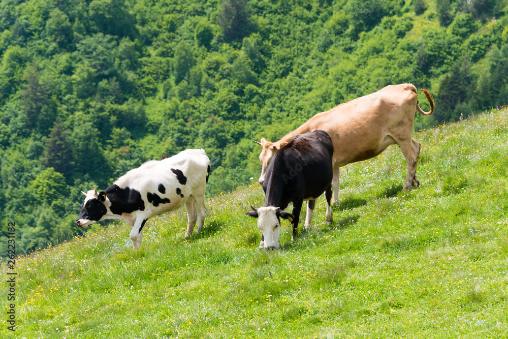 Mestia, Georgia - Jun 25 2018: Cattle grazing at Mestia. a famous landscape in Mestia, Samegrelo-Zemo Svaneti, Georgia. Mestia, Georgia - Jun 25 2018: Cattle grazing at Mestia. a famous landscape in Mestia, Samegrelo-Zemo Svaneti, Georgia.