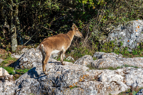 Spanish Ibex, Capra pyrenaica in Torcal de Antequera National Park, Spain