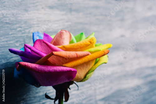 rainbow rose on a wooden surface. photo